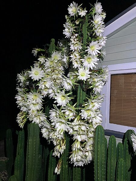 Echinopsis pachanoi in bloom nighttime