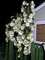 Echinopsis pachanoi in bloom nighttime