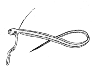 Echiodon rendahli (no common name) juvenile