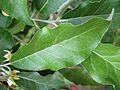 Elaeagnus umbellata4