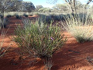 Eremophila homoplastica (habit)