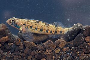 Etheostoma jessiae.jpg