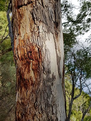 EucalyptusVictrix PerthBG-20171218-3