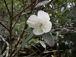 Eucryphia lucida (Leatherwood) flower.jpg