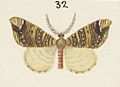 Fig 32 MA I437612 TePapa Plate-XIII-The-butterflies full (cropped)