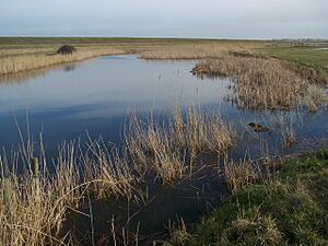 Fleet in St Mary's Marshes - geograph.org.uk - 1158032