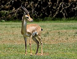 Mountain gazelle Facts for Kids