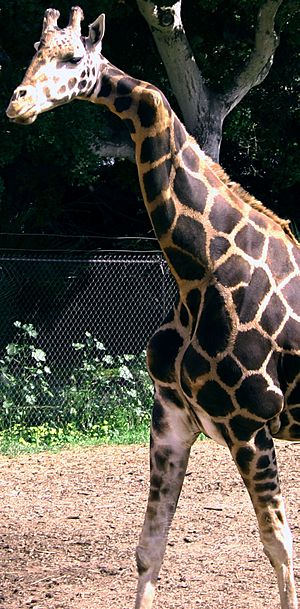 Gemina (giraffe) at Santa Barbara Zoo crop