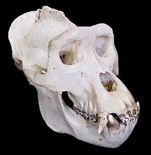 Gorilla Male perspective 5