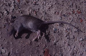 Great Basin pocket mouse. Death cause unknown. Mt Carmel rock shop. (38184650445).jpg