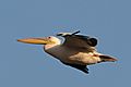 Great white pelican (Pelecanus onocrotalus) in flight Ethiopia