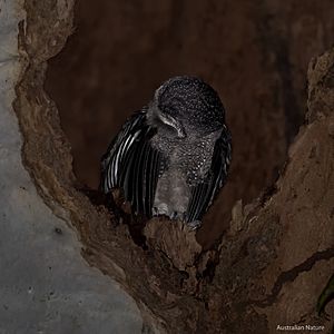 Greater Sooty Owl (Tyto tenebricosa)