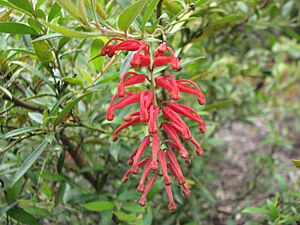 Grevillea 'Lady O'