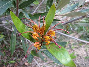Grevillea Orange Marmalade