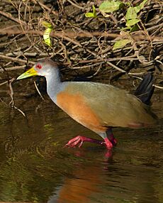 Grey-necked Wood Rail (Aramides cajanea) (30934919933)