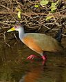 Grey-necked Wood Rail (Aramides cajanea) (30934919933)