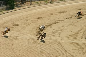 Greyhound racing turn