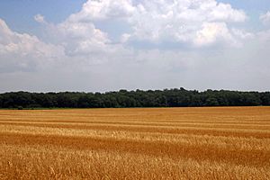 Harvested Wheat 1 (3727629107)