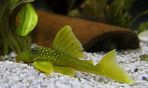 Hemiancistrus subviridis - Gelber Phantomwels (3).jpg