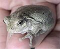 Hyla versicolor