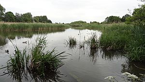 Ingrebourne Marshes, Berwick Pond.JPG