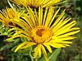 InulaHelenium