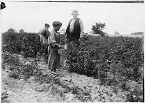 Johnnie Yellow, a young Polish berry picker on Bottomley Farm. Says he is 10 years old and has gone to Biloxi, Miss.... - NARA - 523208