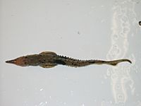 Juvenile lake sturgeon (Goulais B) 3