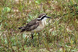 Kittlitz's plover (Charadrius pecuarius).jpg