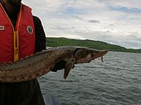 Lake sturgeon (Batchawana B) 2
