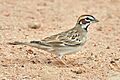 LarkSparrow
