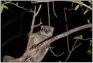 Lepilemur septentrionalis.jpg