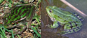 Litoria aurea Rana comparison