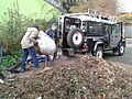 Loading woodchip into LWT Land-Rover