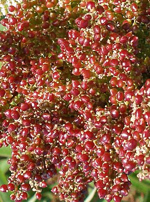Malosma laurina 3