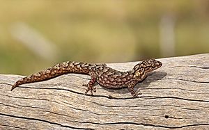Marbled Gecko.jpg