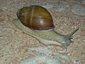 Megalobulimusparafragilior