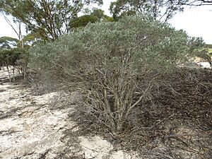 Melaleuca sapientes (habit)