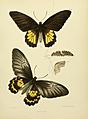 MooreThe Lepidoptera of CeylonPlate55