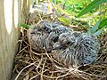 Mourning Dove Chicks 20060701