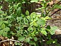 Multiflora Rose Leaves