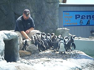 Mystic Aquarium Penguin Feeding