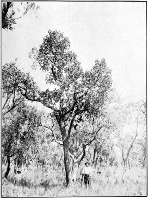 Native Pear in Primer of Forestry Poole 1922