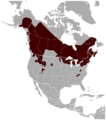 Northern flying squirrel Glaucomys sabrinus distribution map