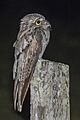 Northern potoo (Nyctibius jamaicensis mexicanus) Orange Walk