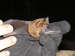 A small bat is in the hands of a researcher