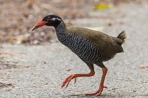 Okinawa Rail imported from iNaturalist photo 388492786 on 12 June 2024