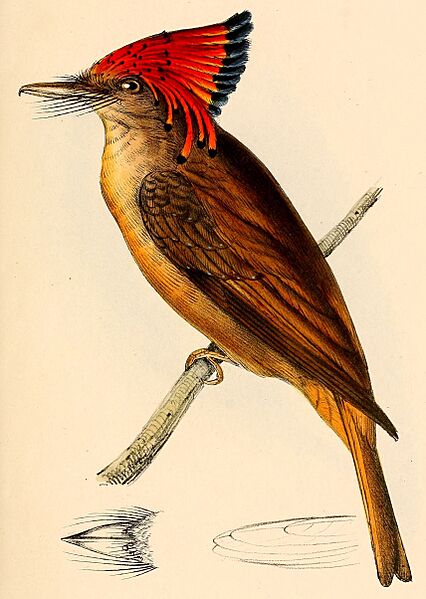 Onychorhynchus coronatus coronatus 1841