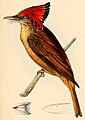 Onychorhynchus coronatus coronatus 1841
