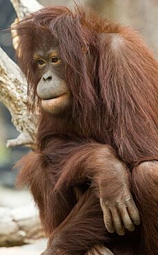 Orangutan (5728621983)
